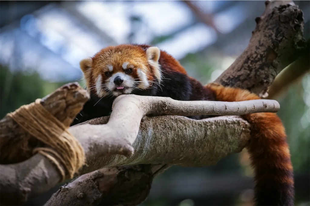 f:id:twinray_hanabi:20220403184823j:image