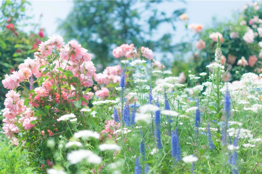 f:id:twinray_hanabi:20220625164443j:image f:id:twinray_hanabi:20220625164443j:image