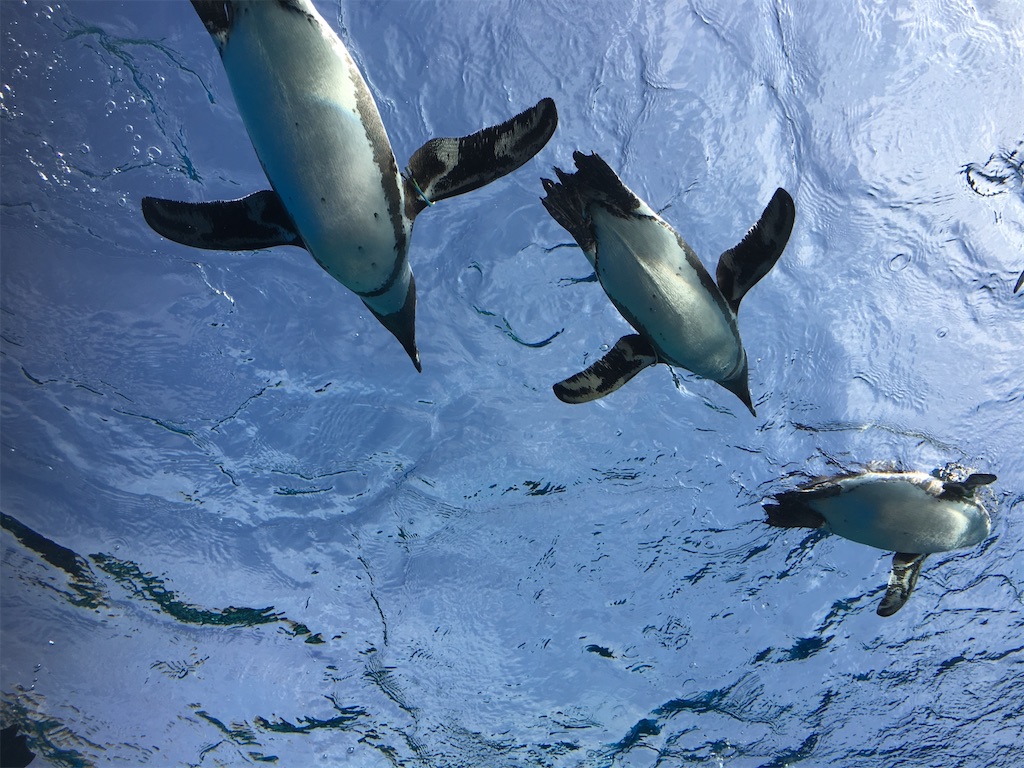 f:id:twinray_hanabi:20220726165456j:image f:id:twinray_hanabi:20220726165456j:image