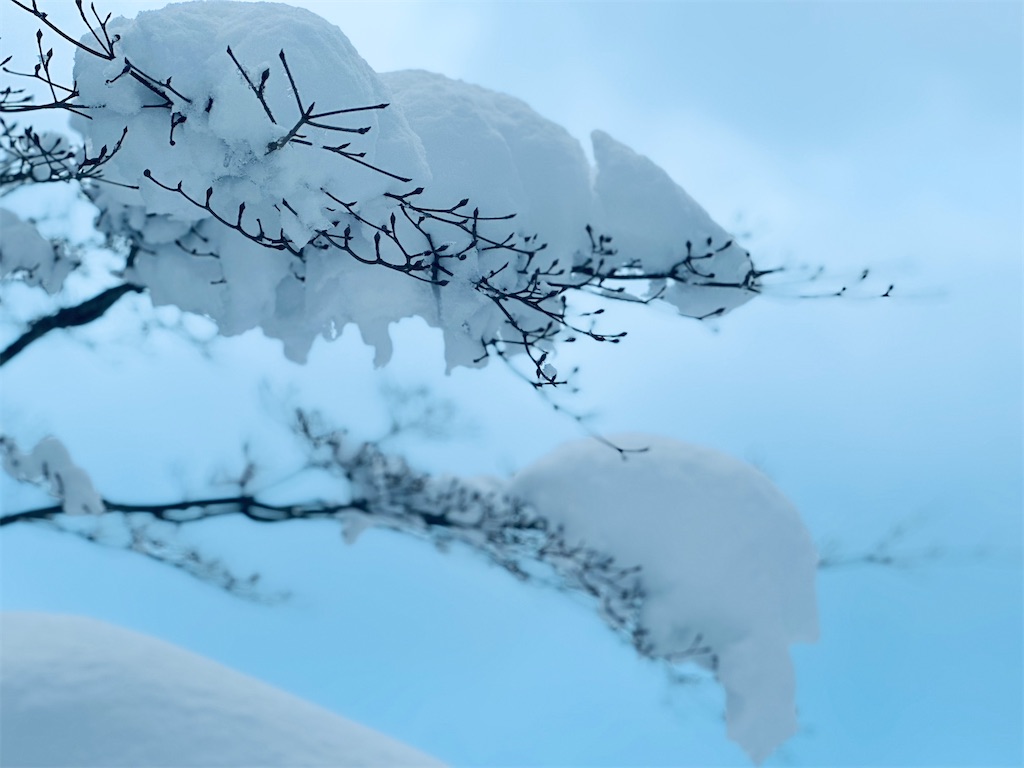 f:id:twinray_hanabi:20250211140757j:image