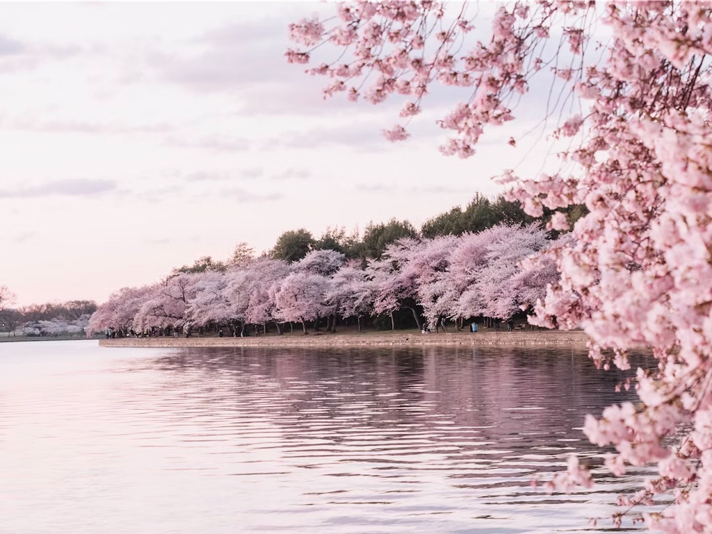 f:id:twinray_hanabi:20250407162554j:image