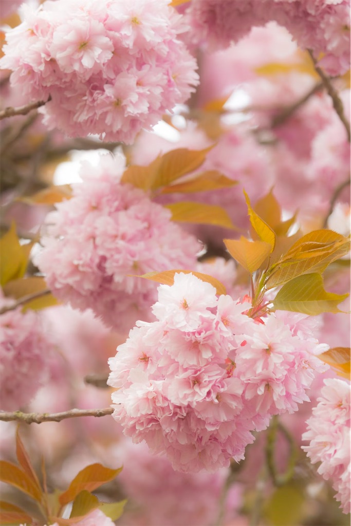 f:id:twinray_hanabi:20250408122616j:image