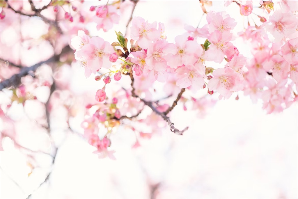f:id:twinray_hanabi:20250409161449j:image