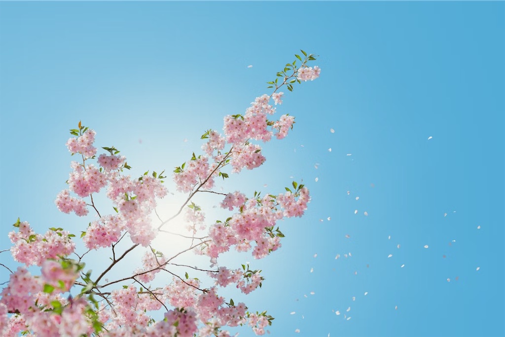 f:id:twinray_hanabi:20250411120423j:image
