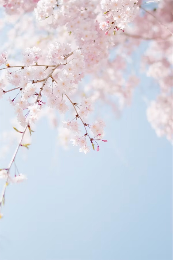 f:id:twinray_hanabi:20250417185248j:image