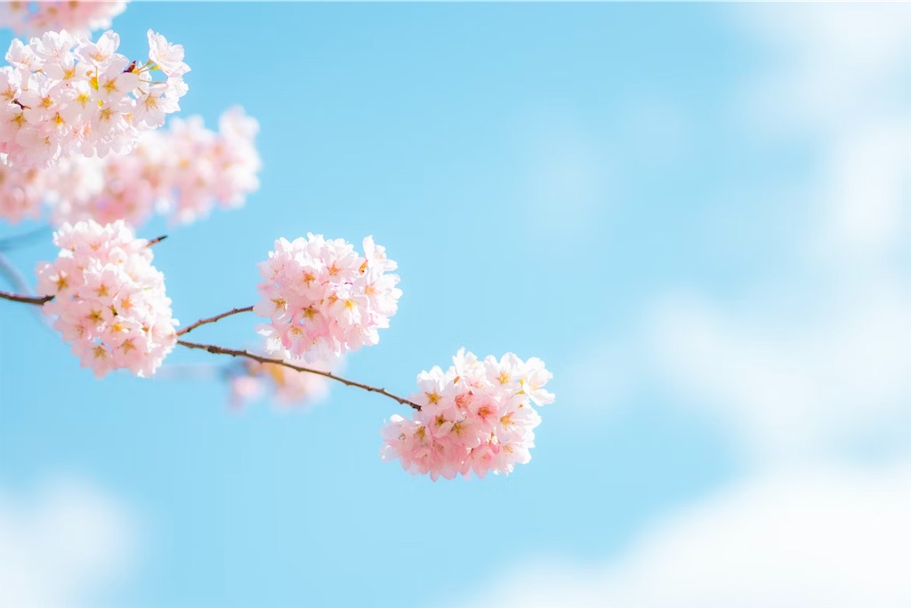 f:id:twinray_hanabi:20250418175124j:image