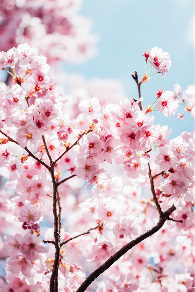 f:id:twinray_hanabi:20250419161137j:image