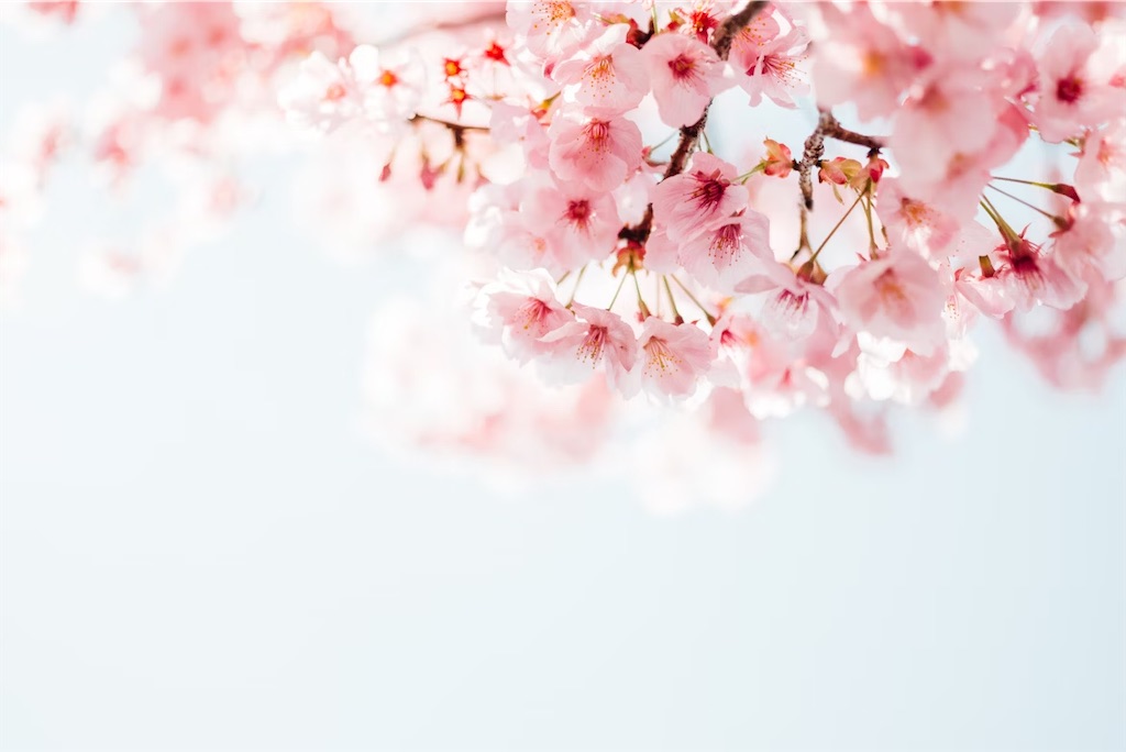 f:id:twinray_hanabi:20250420205207j:image