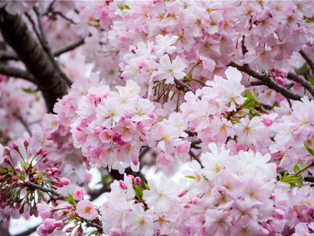 f:id:twinray_hanabi:20250421115815j:image
