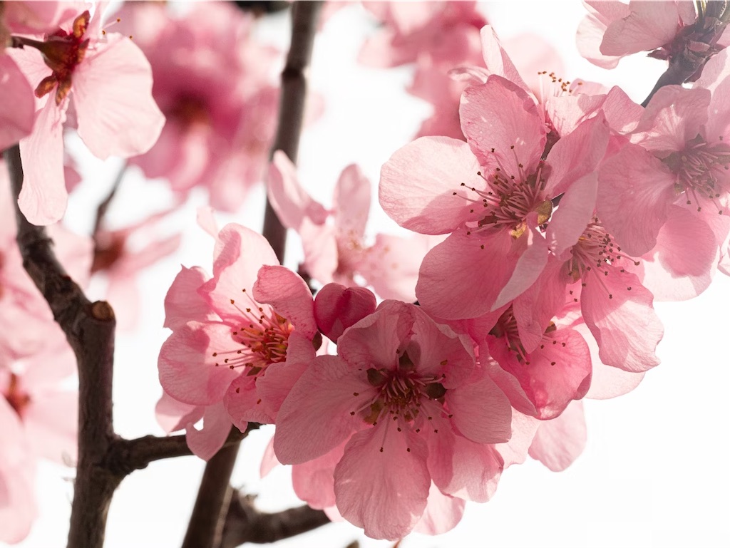 f:id:twinray_hanabi:20250422124647j:image