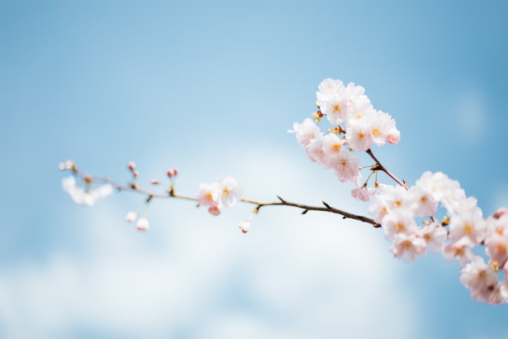 f:id:twinray_hanabi:20250423183515j:image