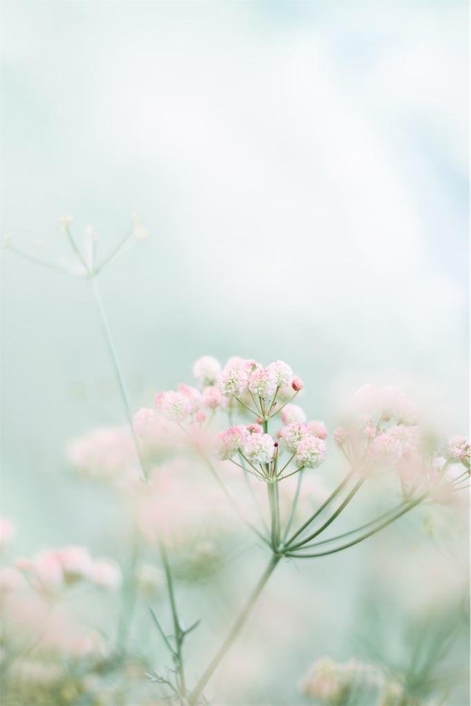 f:id:twinray_hanabi:20250505202603j:image