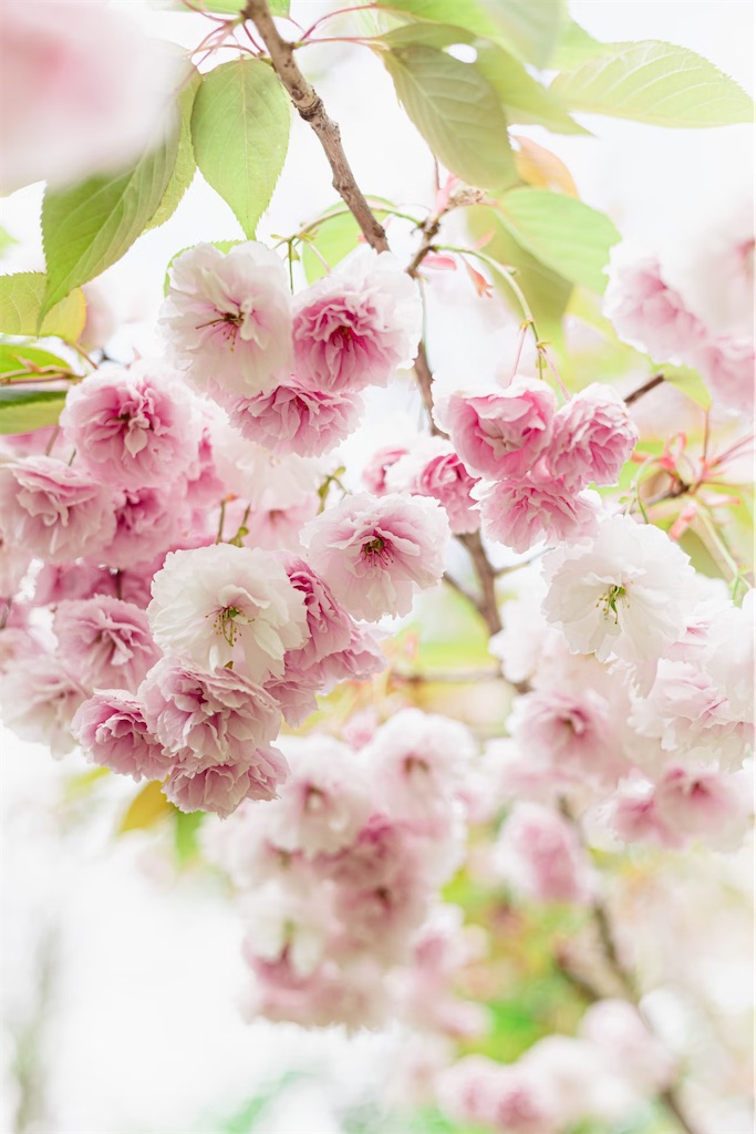 f:id:twinray_hanabi:20250519145858j:image