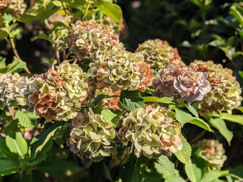 f:id:twintraemon:20210723154747j:plain