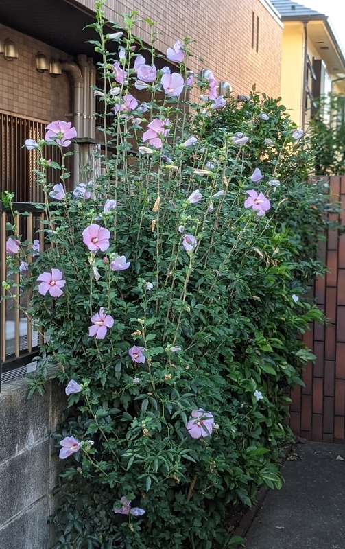 f:id:twintraemon:20210723154801j:plain