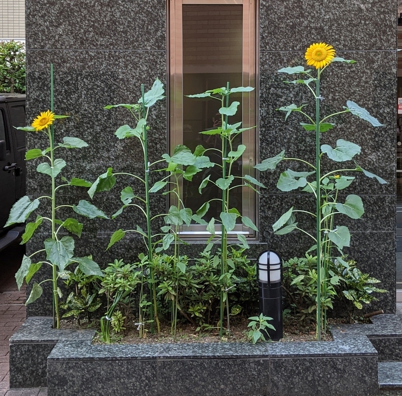 f:id:twintraemon:20210723155159j:plain