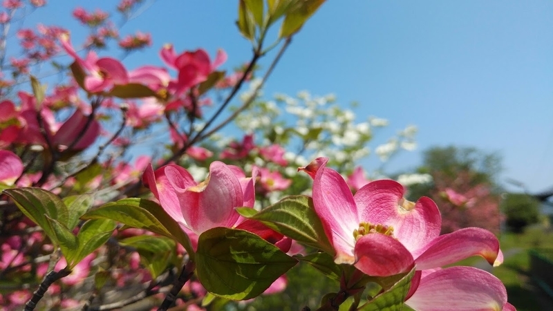 f:id:twistinhaurin:20200501142948j:plain