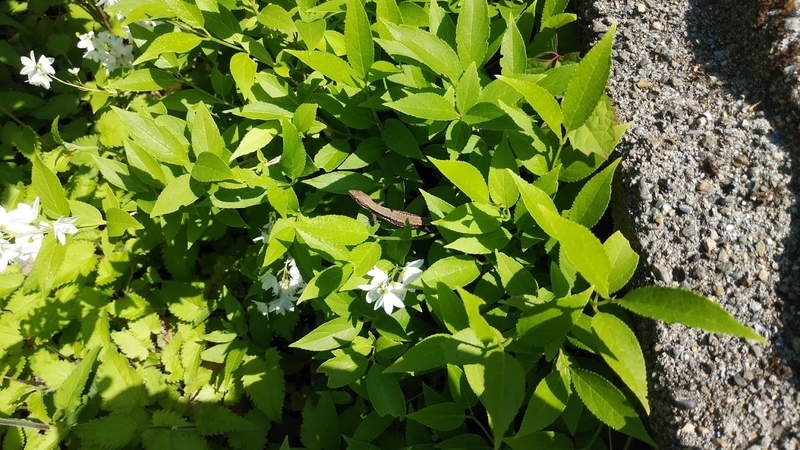 f:id:twistinhaurin:20200501143041j:plain