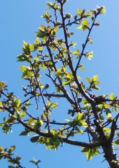 f:id:twistinhaurin:20200501145131j:plain