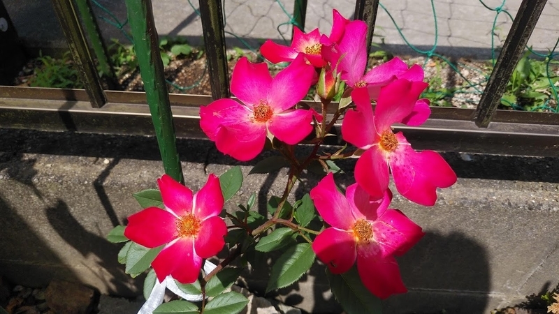 f:id:twistinhaurin:20200613172925j:plain f:id:twistinhaurin:20200613172925j:plain
