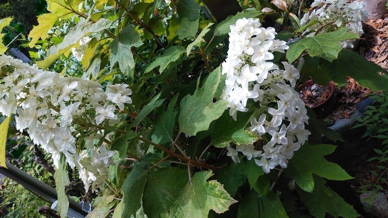 f:id:twistinhaurin:20200613174242j:plain