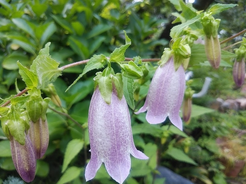 f:id:twistinhaurin:20200613174810j:plain