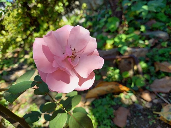 f:id:twistinhaurin:20201024140445j:plain