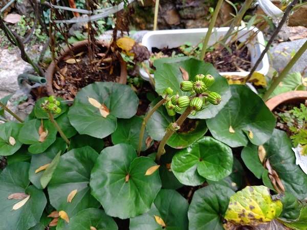 f:id:twistinhaurin:20201110142432j:plain