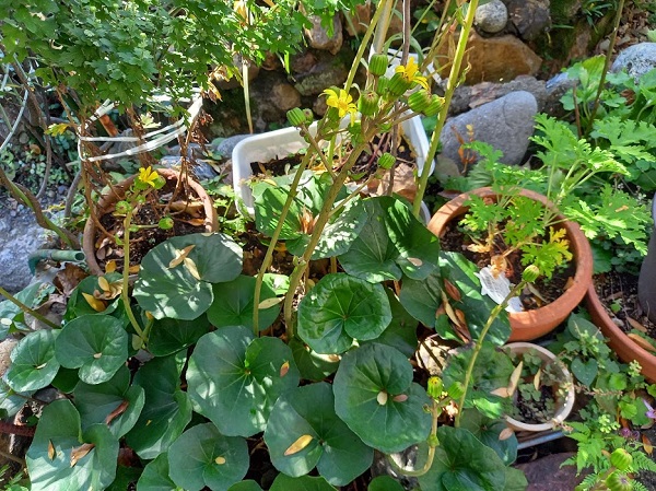 f:id:twistinhaurin:20201110142500j:plain