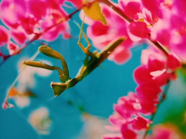 f:id:twistinhaurin:20210321164641j:plain