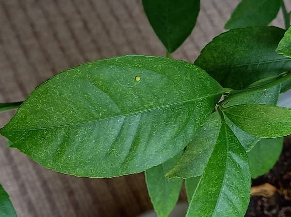 f:id:twistinhaurin:20210522141916j:plain