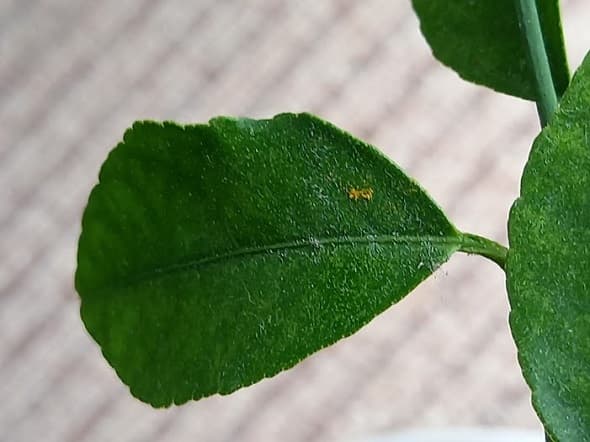 f:id:twistinhaurin:20210522141926j:plain