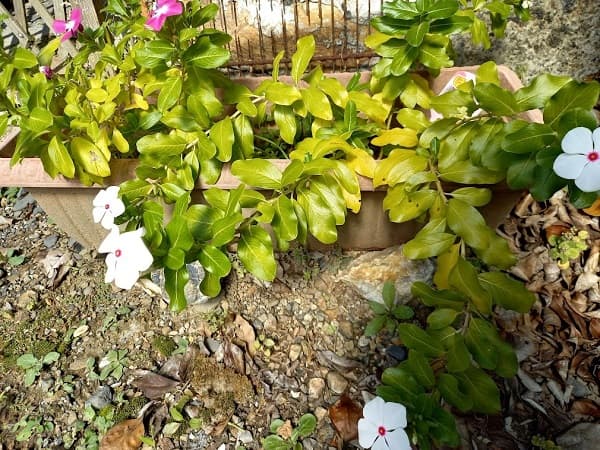 日日草（ニチニチソウ）