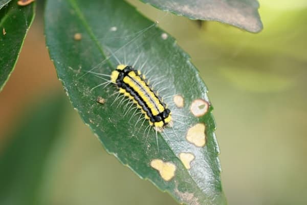 ホタルガの幼虫