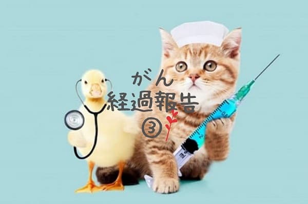 アヒルの医者と猫の看護師のアイキャッチ画像