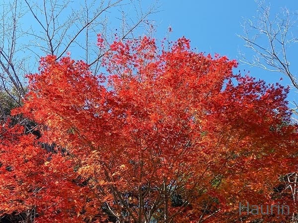 赤く紅葉した木