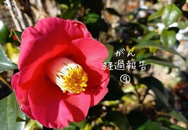 f:id:twistinhaurin:20220124211407j:plain