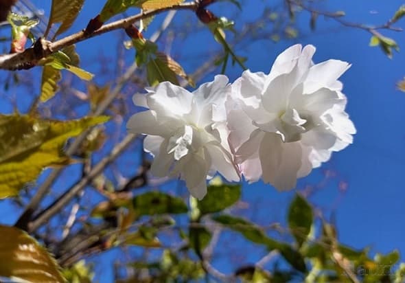 八重桜の画像