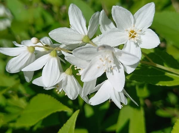 ヒメウツギの画像