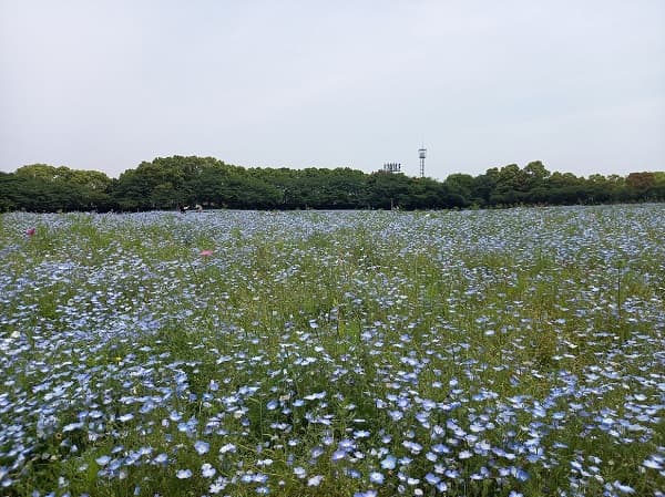 なばなの里のネモフィラ畑