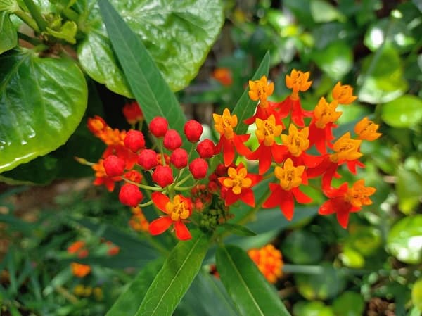 アスクレピアスの花