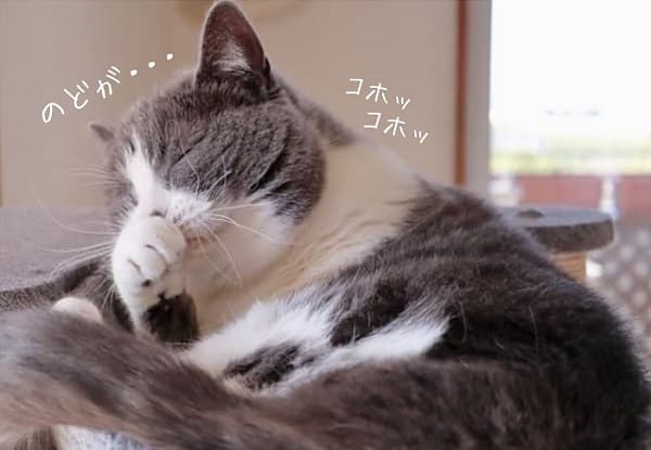 猫がコホコホしてる画像