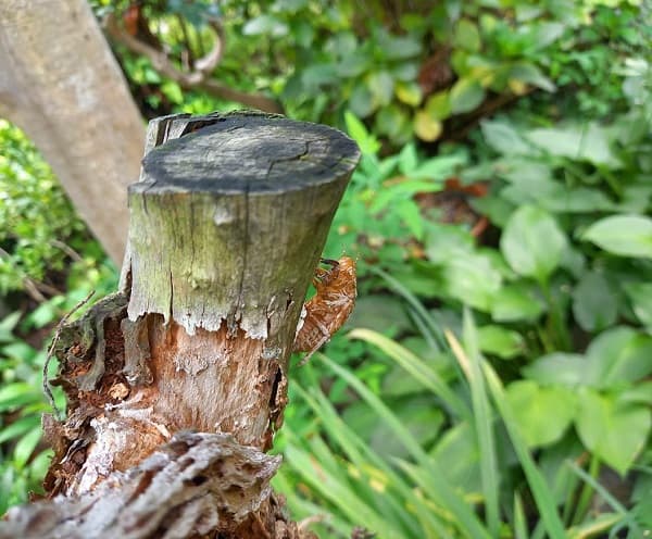 古い切り株についてるセミの抜け殻