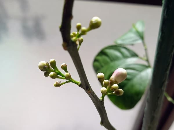 レモンの花の蕾