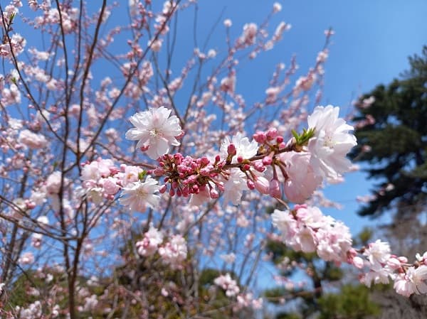 桜