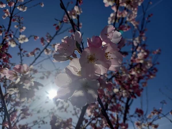 桜