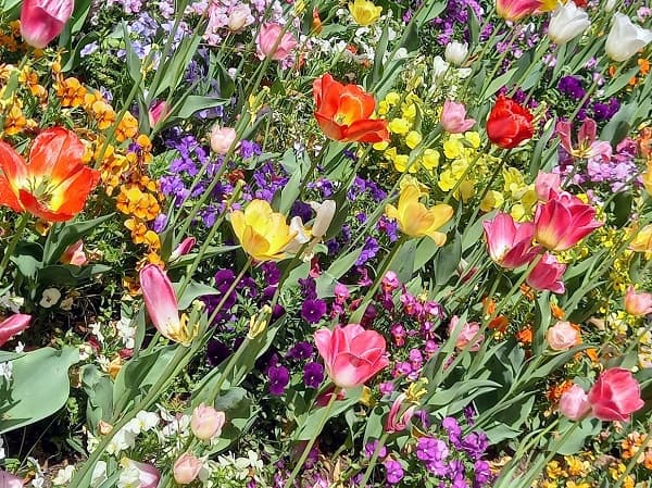 チューリップなどの花