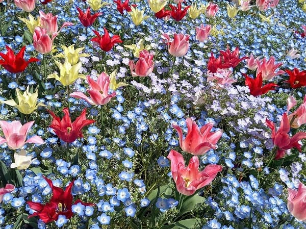 チューリップなどの花の花壇