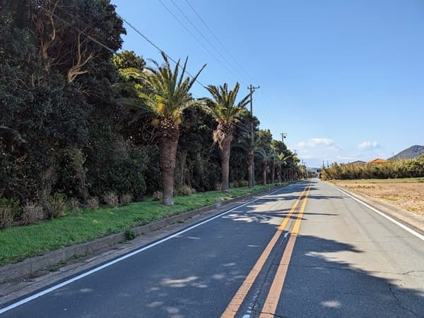 道路の脇にある椰子の木