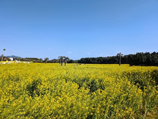 菜の花畑